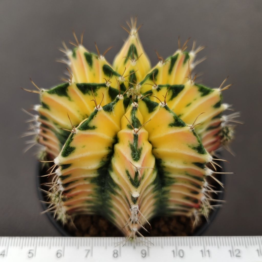 Kaktus Gymnocalycium mihanovichii Yellow Tiger