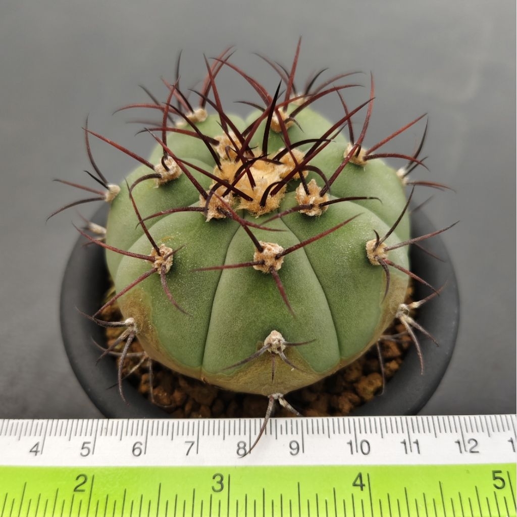Tanaman Kaktus Gymnocalycium cabreraense VOS 16-2122