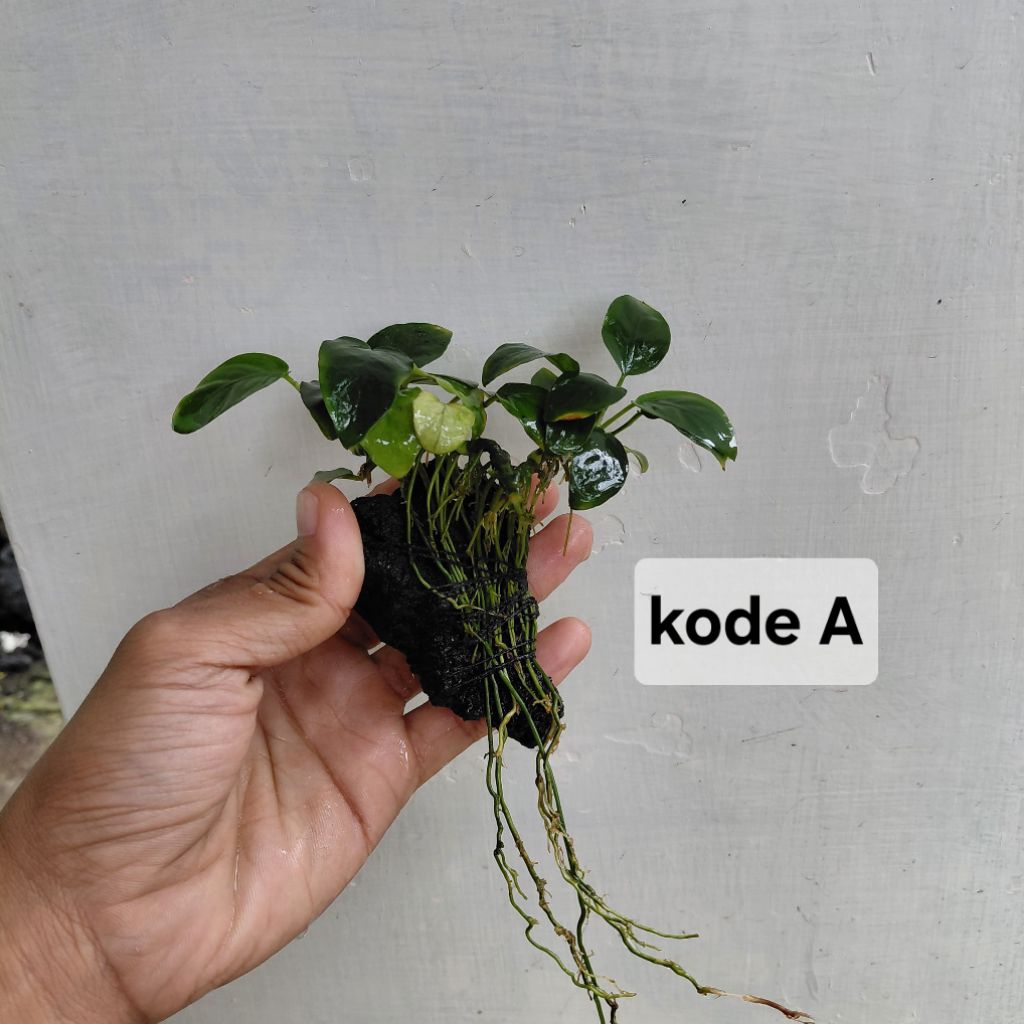 Anubias MP