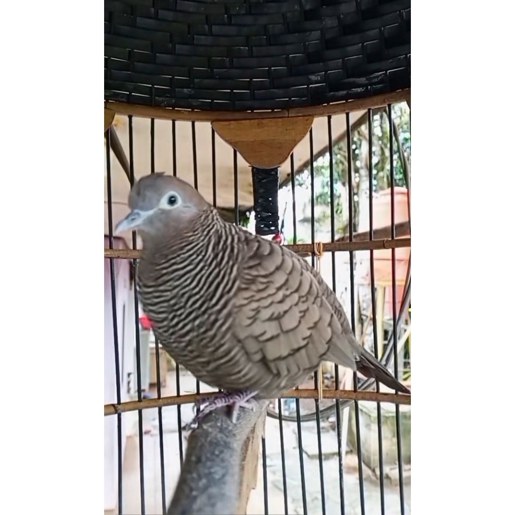 Perkutut Majapahit (burung saja)