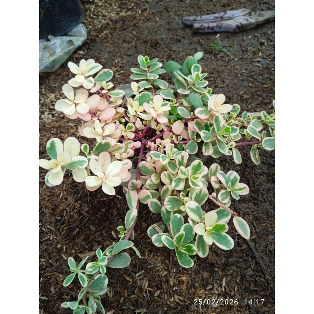 krokot varigata pink