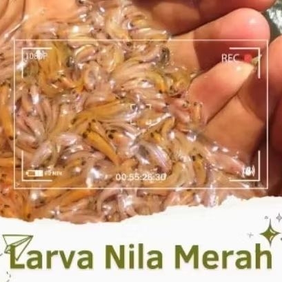 Larva Nila Merah Bangkok Isi 400 Ekor – Unggul, Sehat, Cepat Panen