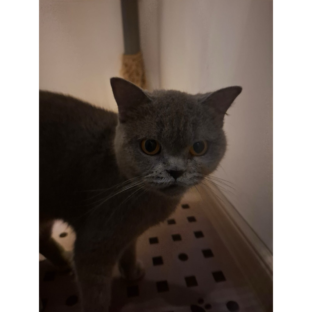 Kucing BSH Pedigree Betina Indukan