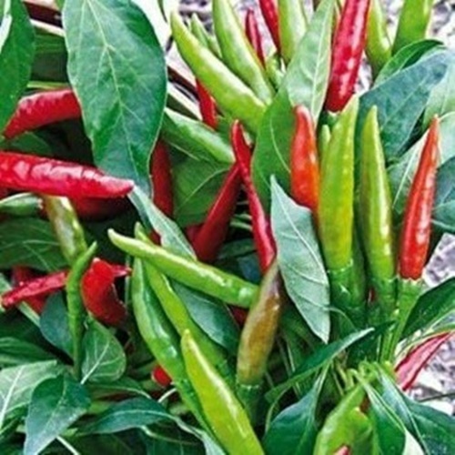 3 Biji Benih PEPPER Thai Dragon F1