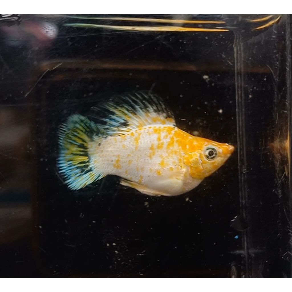 Hiasan molly ballon sakura