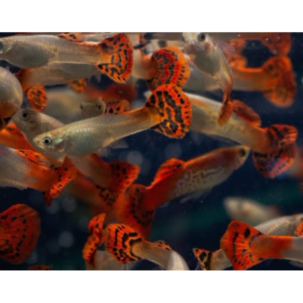 hiasan mata Guppy red cobra 10 ekor