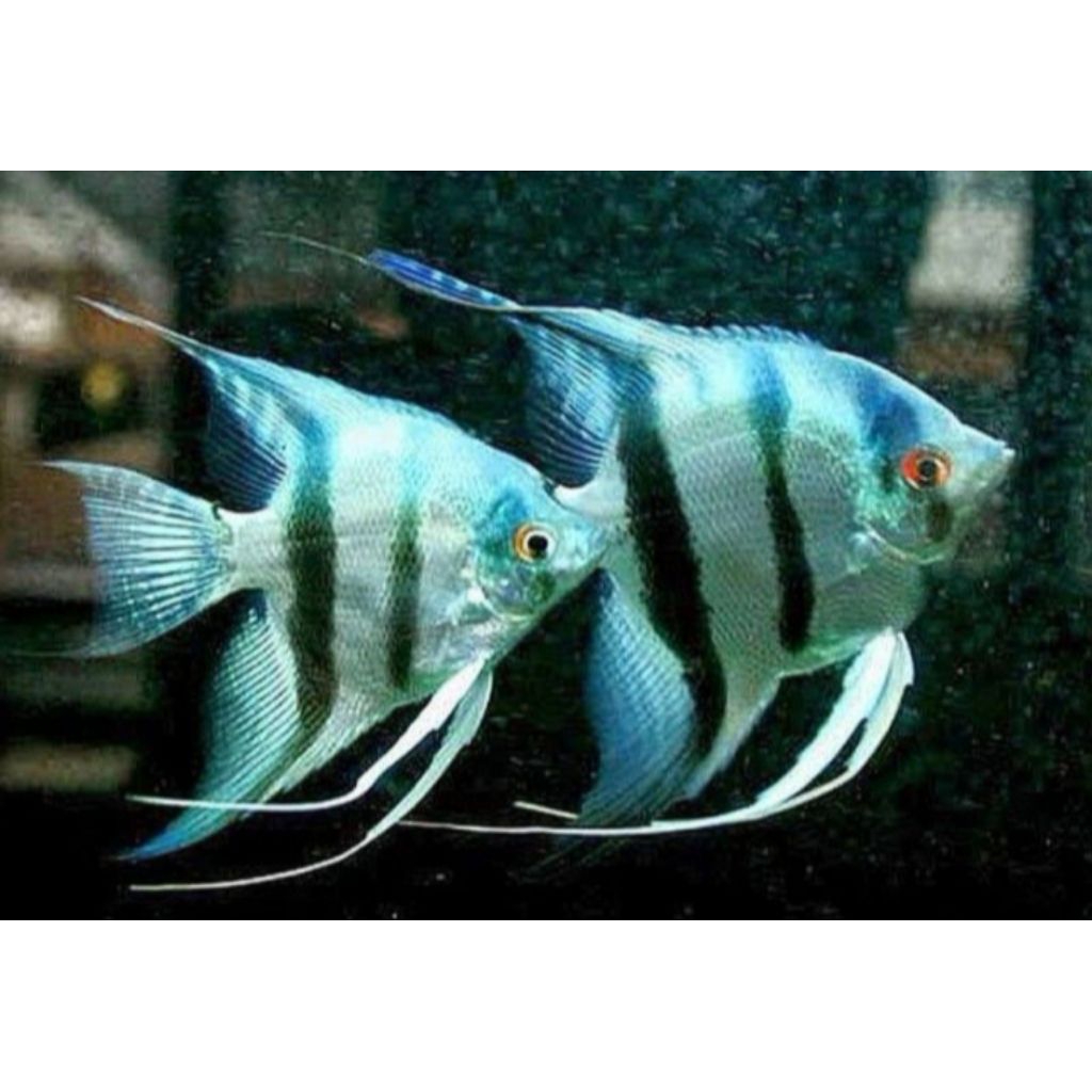 hiasan mata manfish blue pinoy