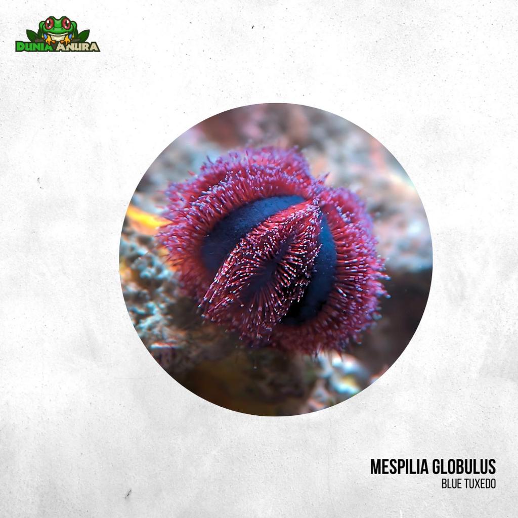 Landak laut - Manggisan laut - Mespilia globulus - Blue tuxedo
