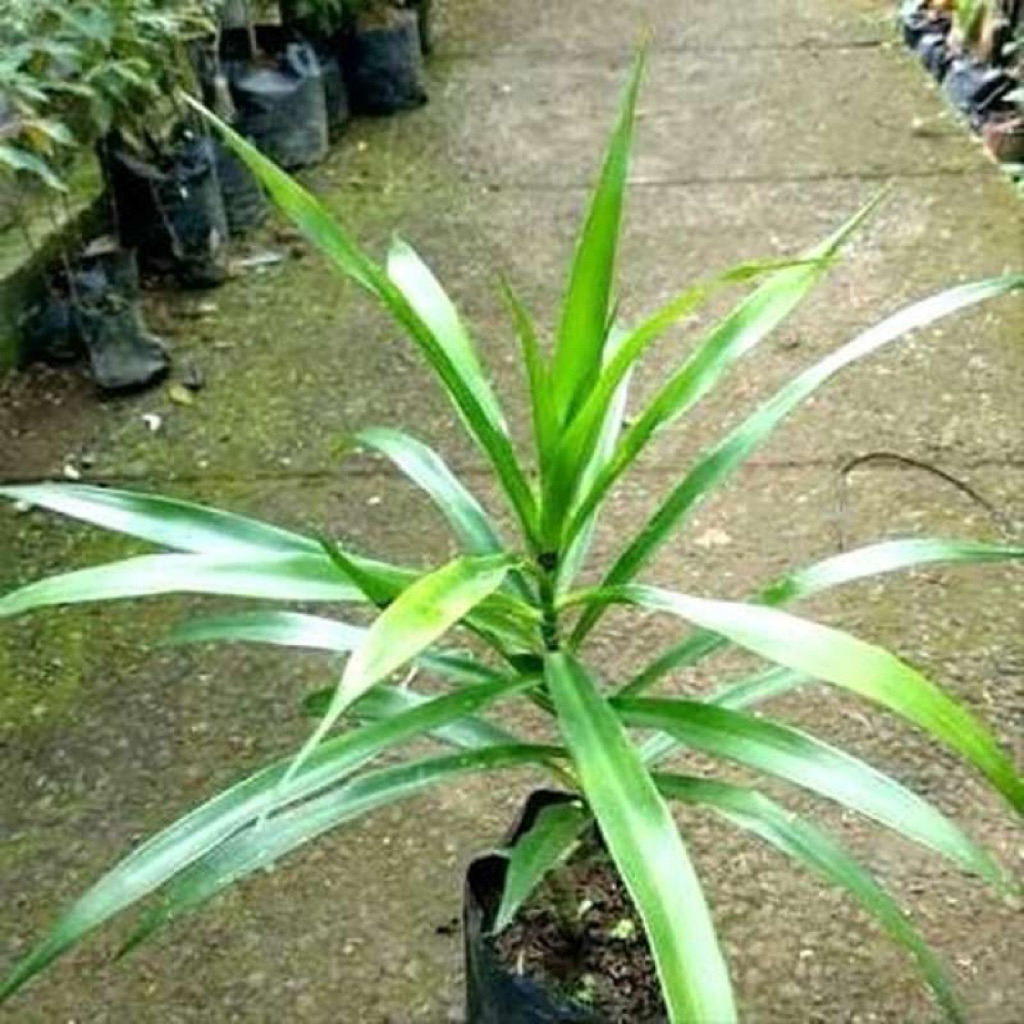 Tanaman suji , Tanamam suji masak daun suji