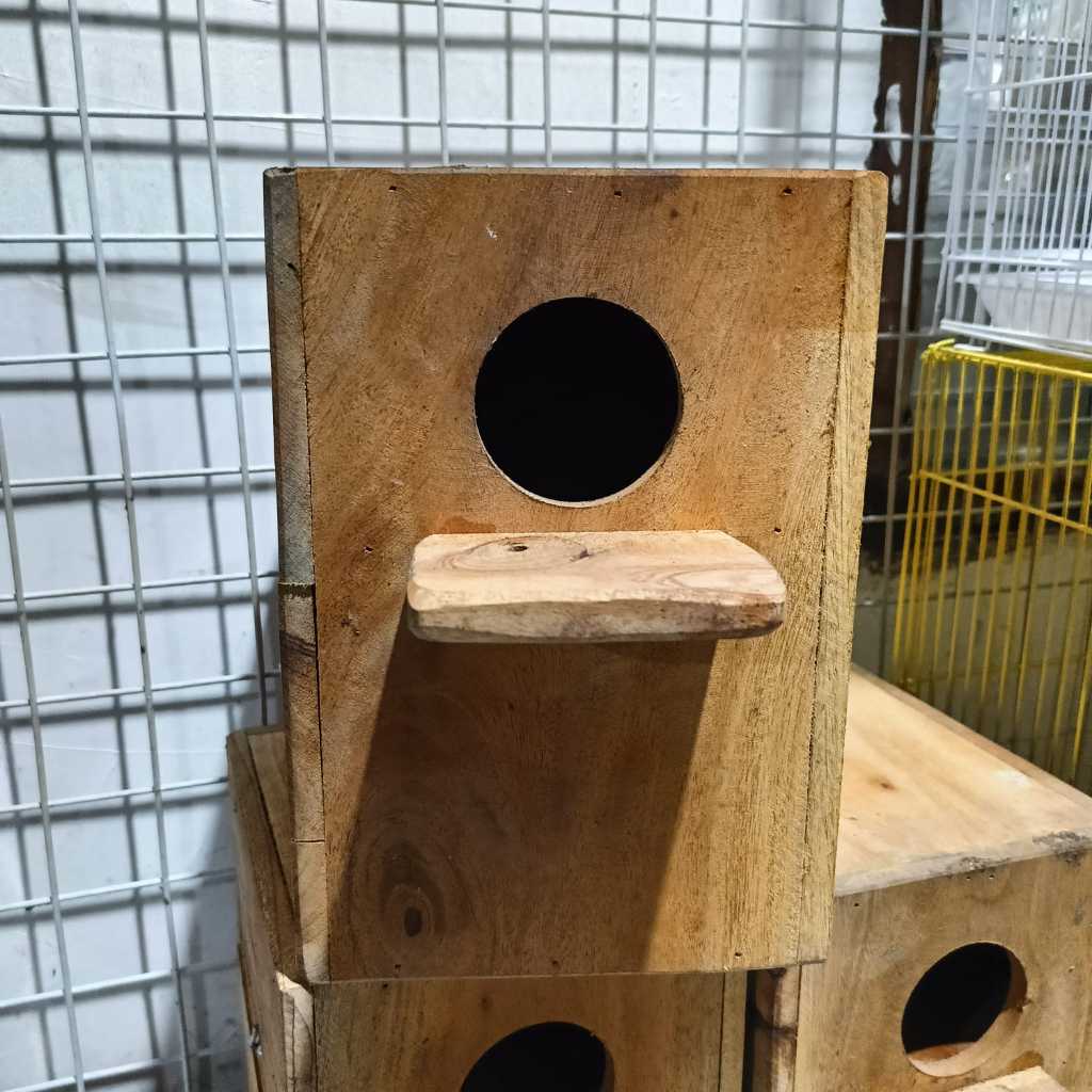 GLODOK LOVE BIRD GELODOK SARANG BERTELUR BURUNG LOVE BIRD