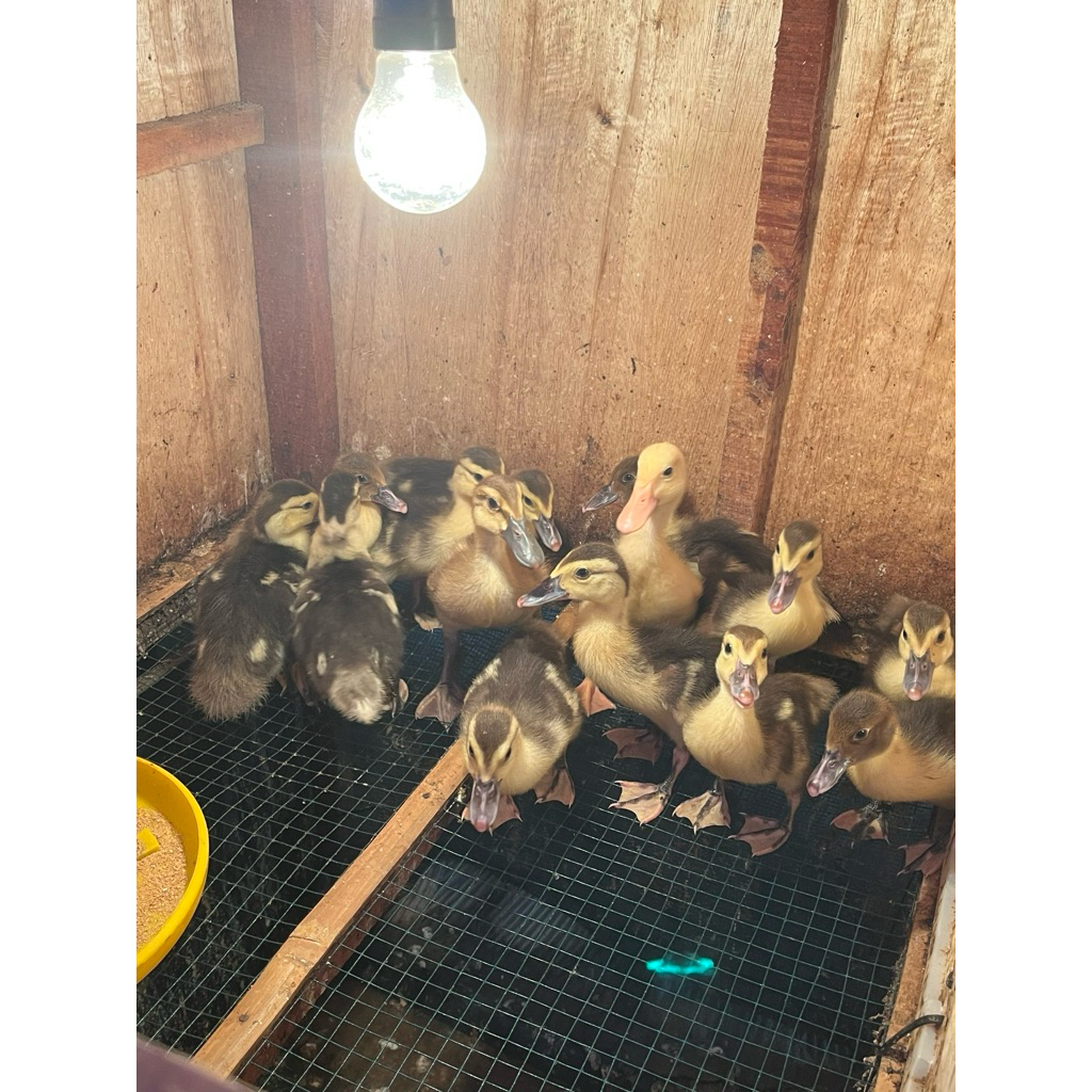 Doe Entok superan usia 2 mingguan jumbo x Rambon