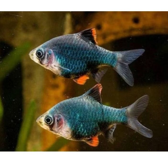 ikan sumatra tiger barb green