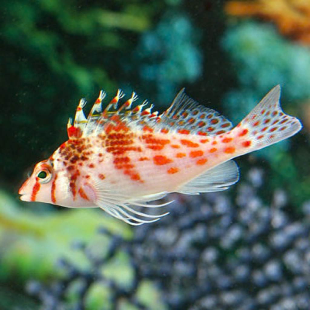 ikan kerapu loncat falco hawkfish dwarf hawkfish