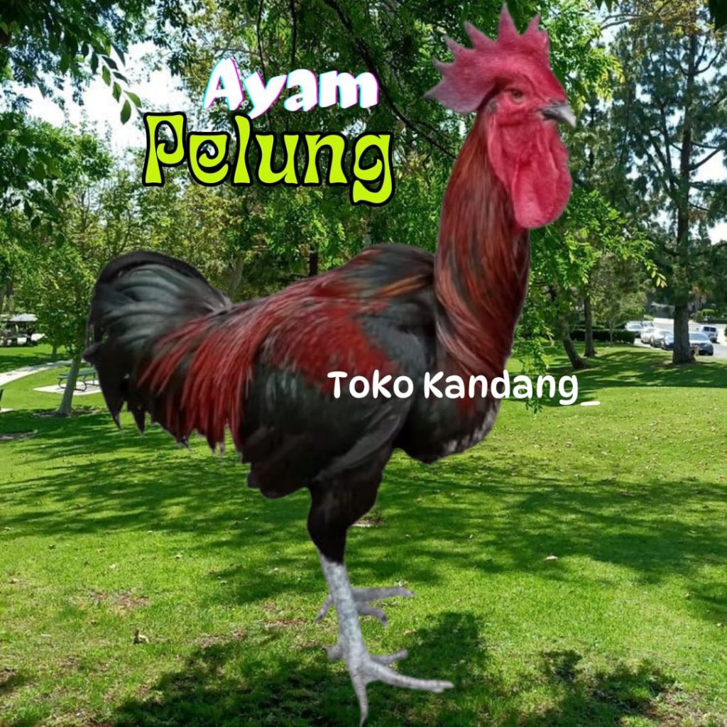TELUR  AYAM PELUNG ASLI SUPER JUMBO UNTUK DITETASKAN