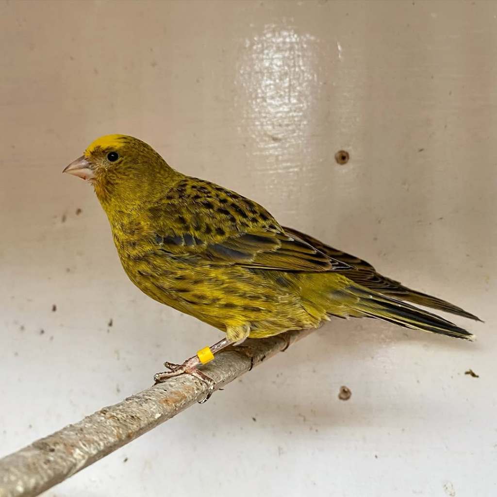 Burung Kenari Import Kenari Lizard Kicauan Merdu Pilihan Jantan Gacoran