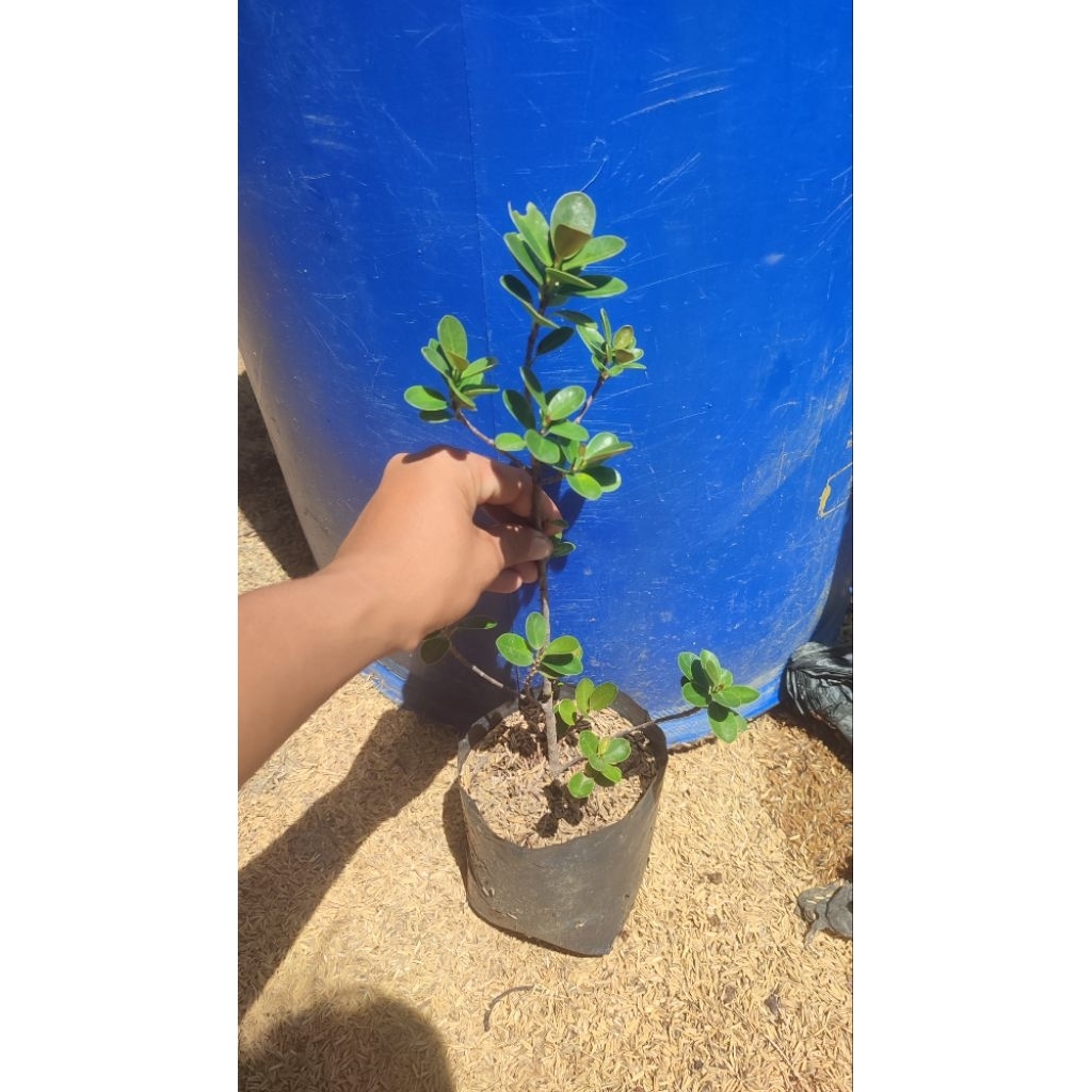 ZEN PRODUCTIONS dolar mangkok micro pucuk merah hasil budidaya cangkok tinggi ±40cm PREMIUM