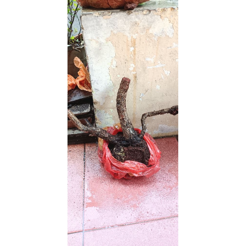 dongkelan santigi Sulawesi