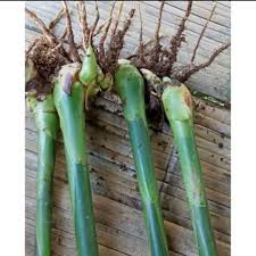 Jual Bibit Kecombrang kecombrang Hijau Unggulan |