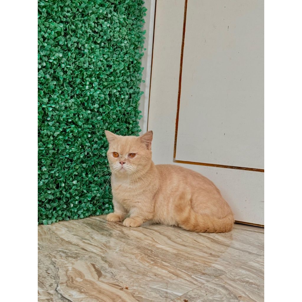 Adopt kucing Munchkin BSHNon pedigre