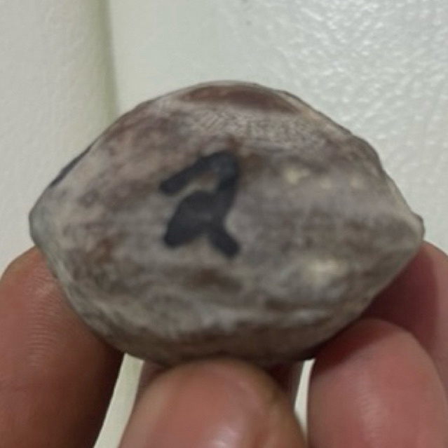 MUNCANG KEMIRI ADU JALIM SI JEBIR