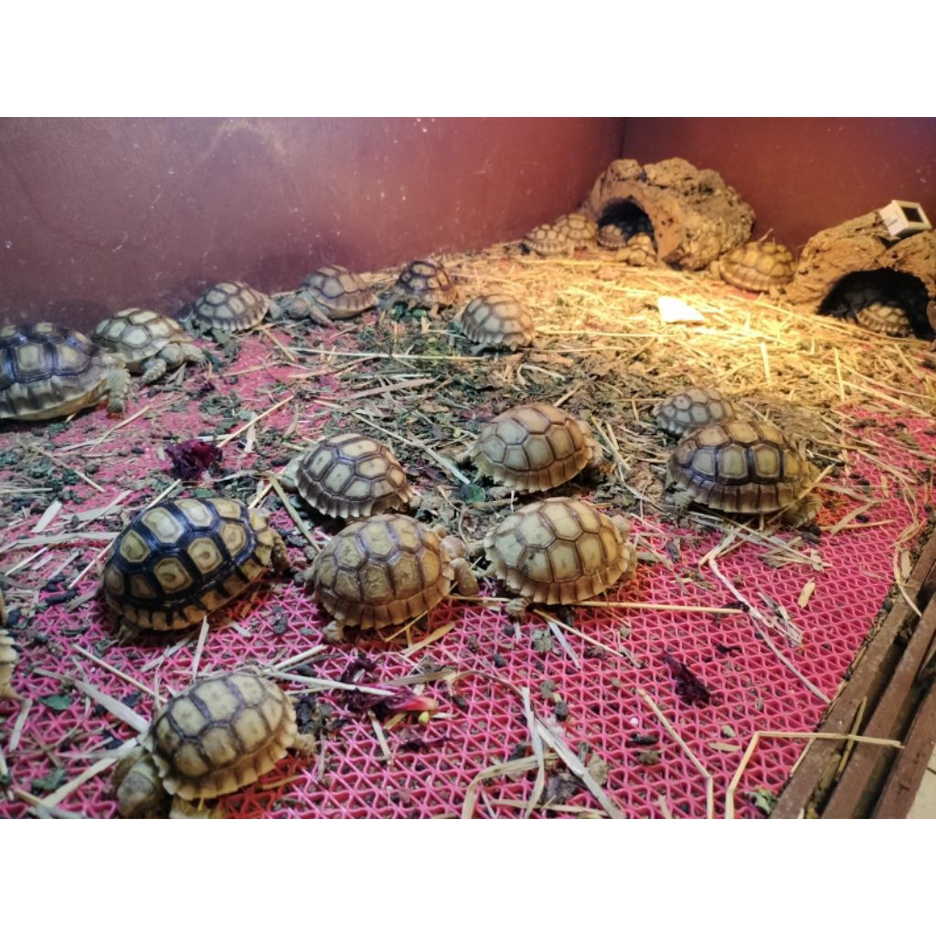 sulcata 5-6cm cb indo