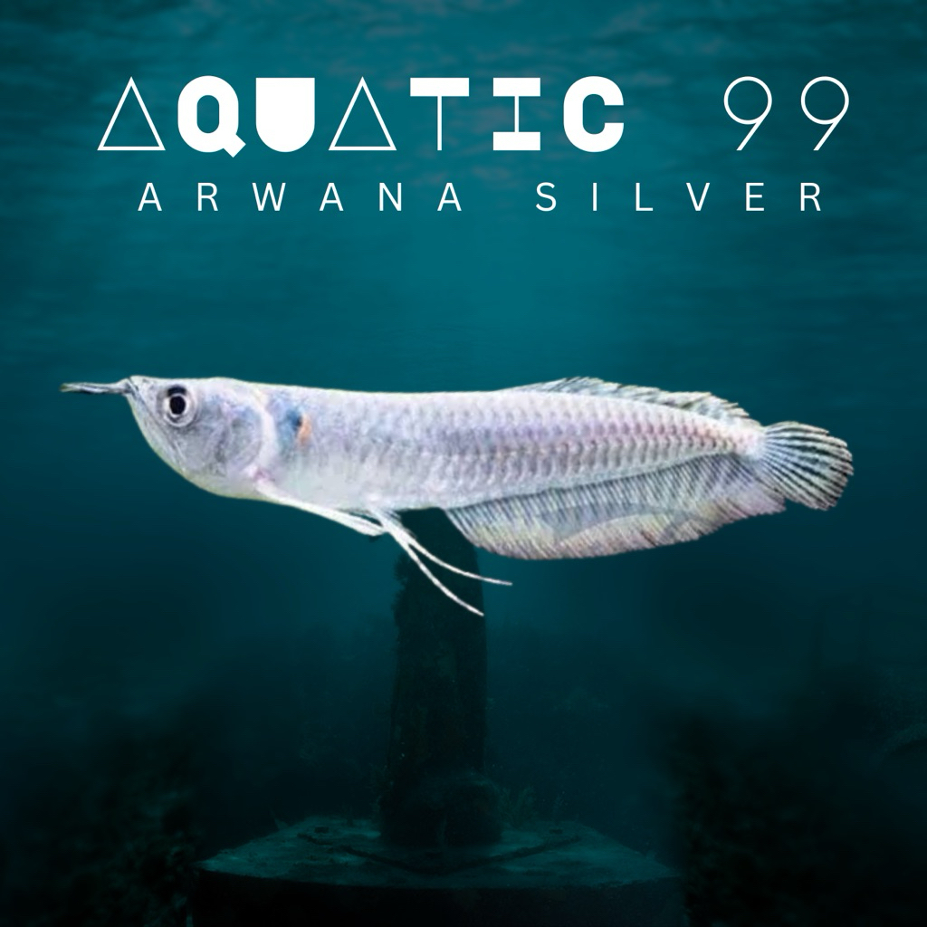 Arwana Silver Red 18-20cm