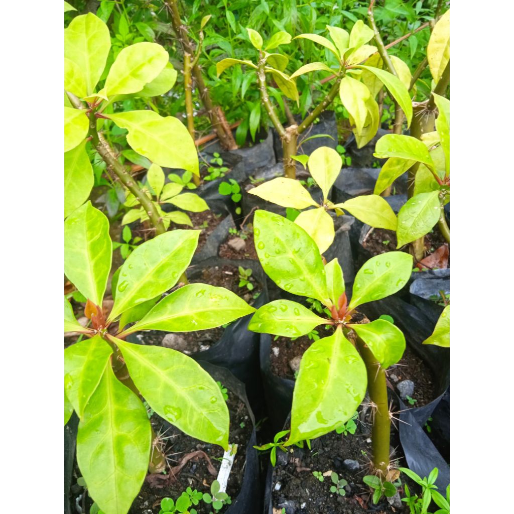 Bibit Tanaman Obat Jarum Tujuh Bilah / Tujuh Duri / Tujuh Bintang