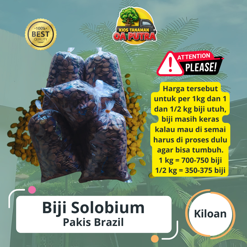 [Kiloan] Biji Solobium / Pakis Brazil hasil jatuhan