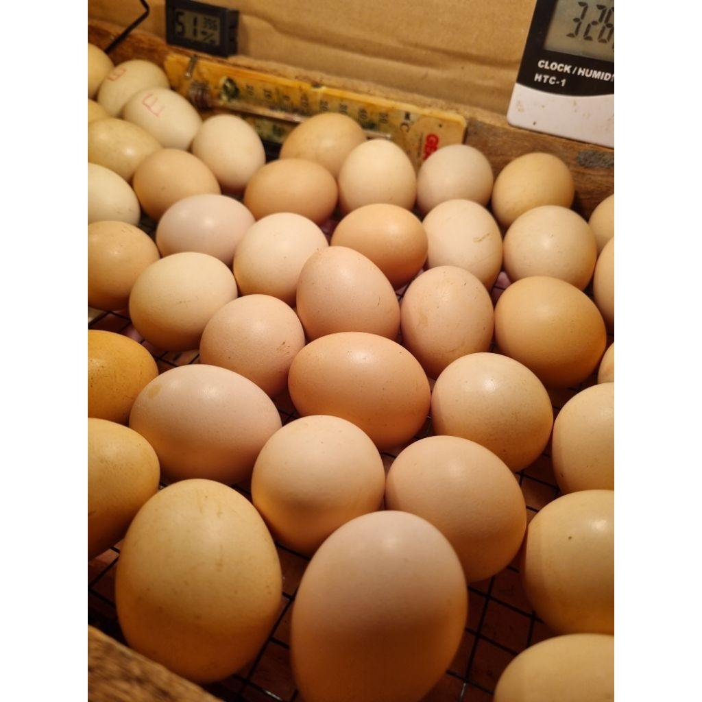 Telur fertil ayam bp3 black permud 3 untuk ditetaskan