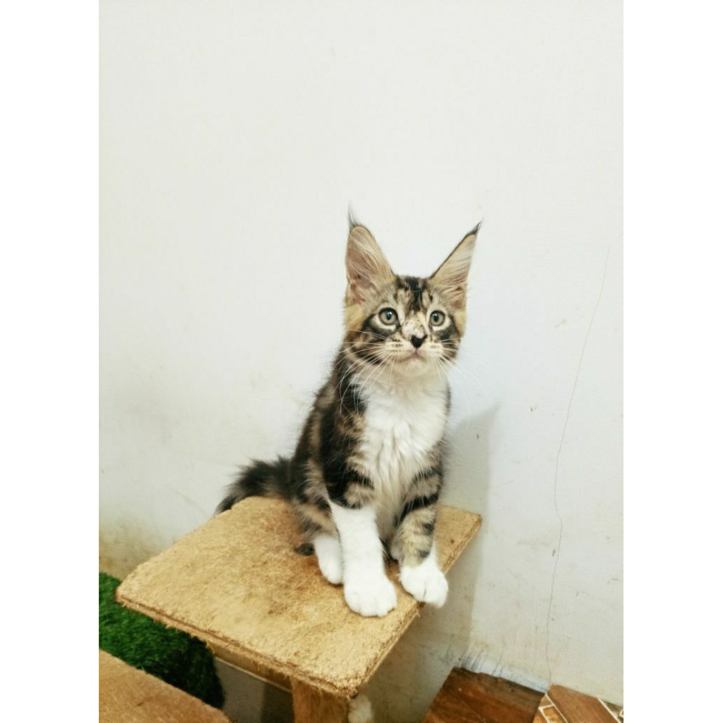 mainecoon betina asli bukan mix.garansi keasliannya