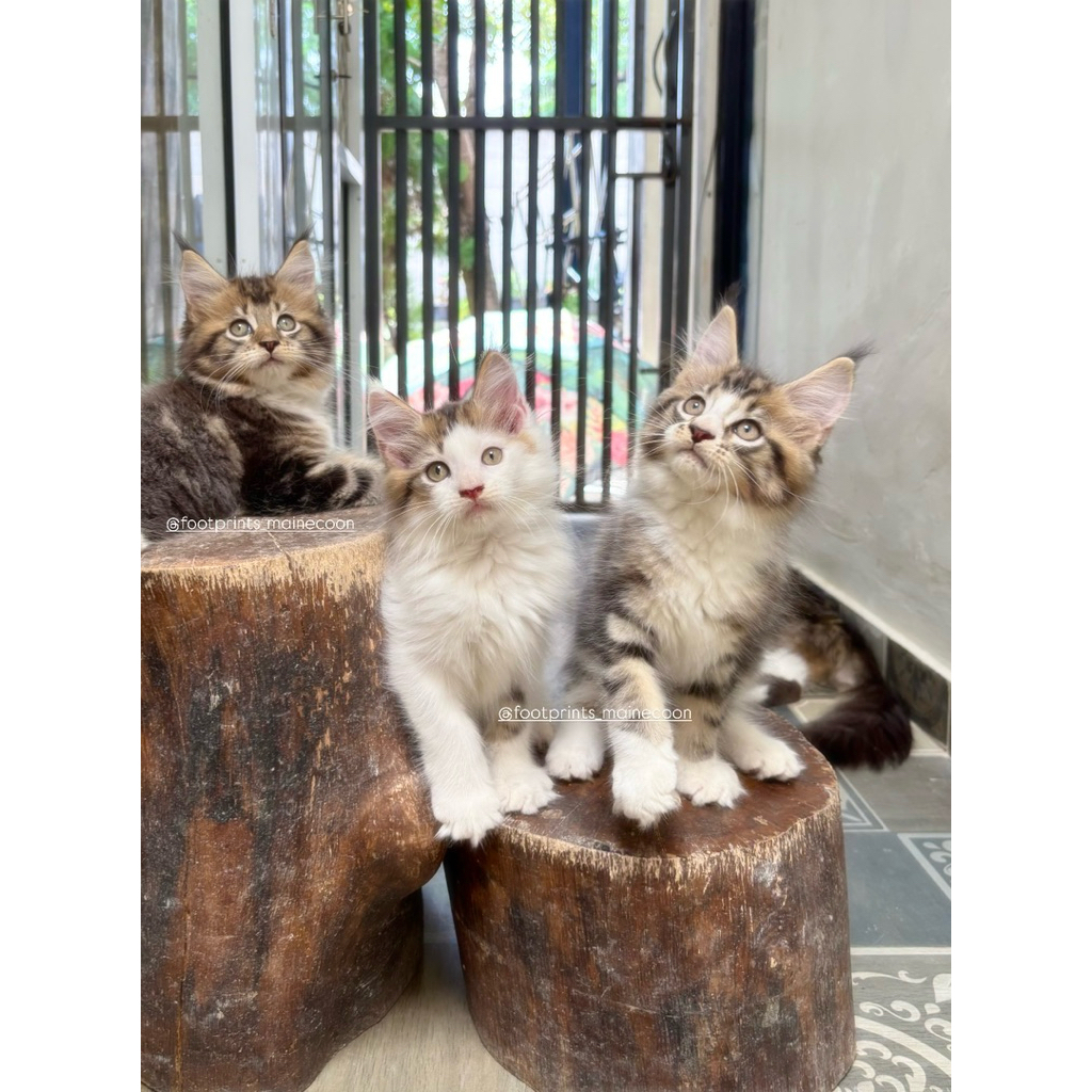 Kucing Maine coon Kitten Mainecoon