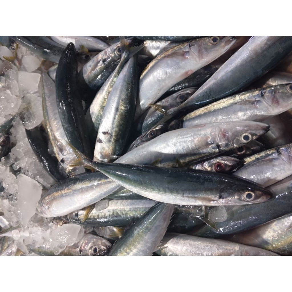 Ikan Dencis DUngun segar.Ikan lungun segar.ikan segar.ikanl laut.ikan laut segar