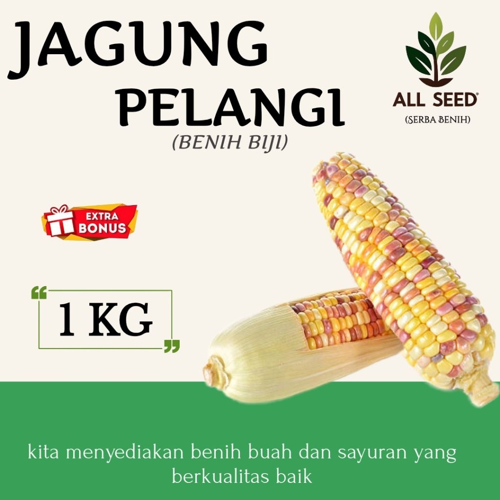 ( 1 KG ) Benih jagung pelangi | bibit biji jagung warna-warni | jagung rainbow