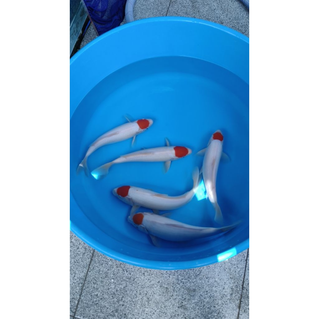 KOI TANCHO KOHAKU
