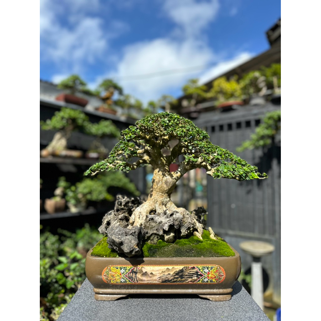 bonsai Sancang kontes