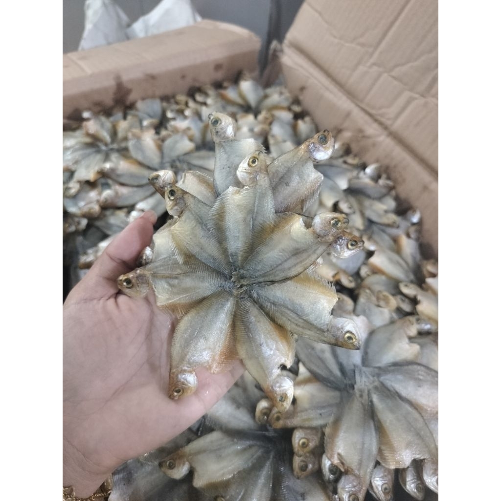 IKAN ASIN SEPAT TAWAR SUPER / SEPAT BINTANG KALIMANTAN KUALITAS PREMIUM