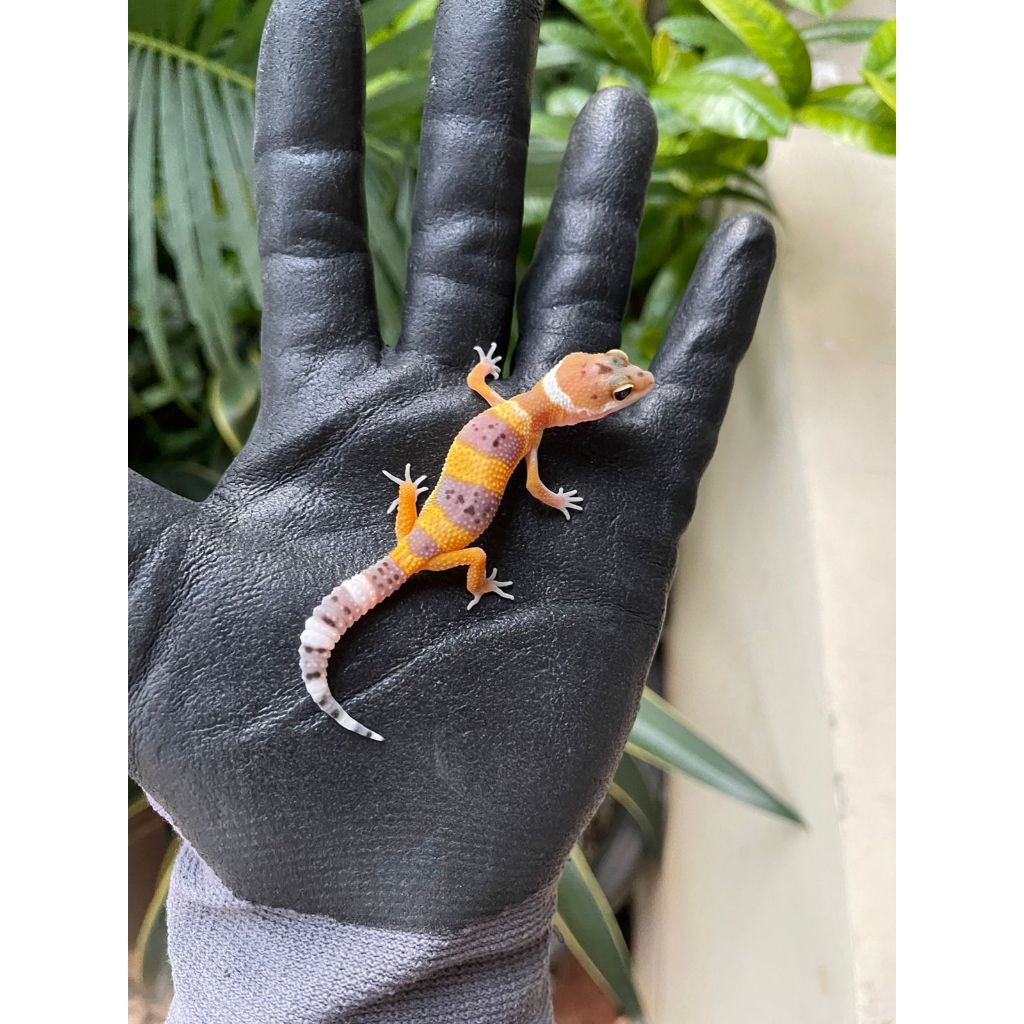 LEOPARD GECKO BABY CAKEEPPP