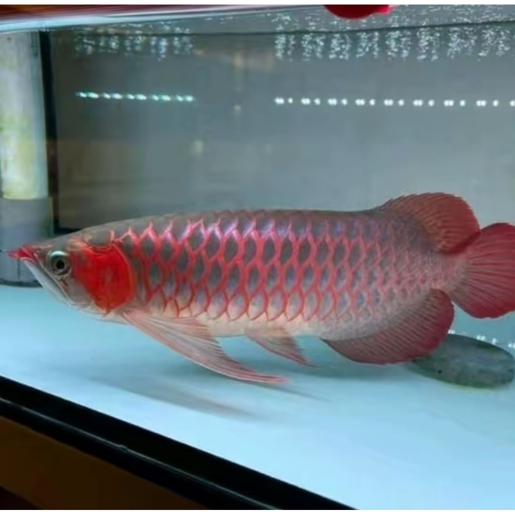 Arowana Super Red 60cm - Ikan Hias Aquarium
