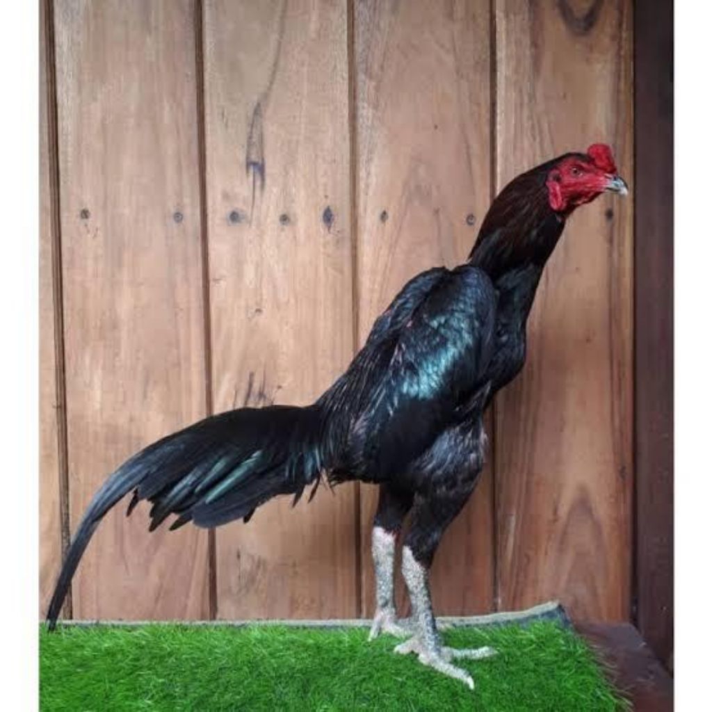 telur fertil telur tetas ayam pakoy