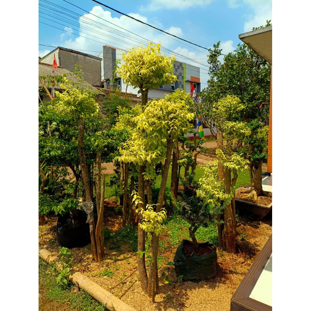 Tanaman Bonsai Anting Putri Tinggi 2Meter - Pohon Bonsai Anting Putri Kuning