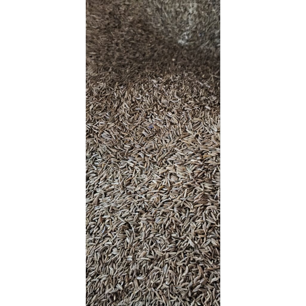 JINTAN PUTIH/JINTAN ASLI