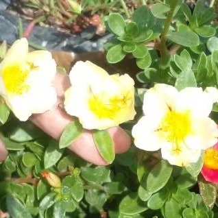 3 STEK KROKOT HIJAU EPAL IMPORT BUNGA SELAPIS DAUN BULAT