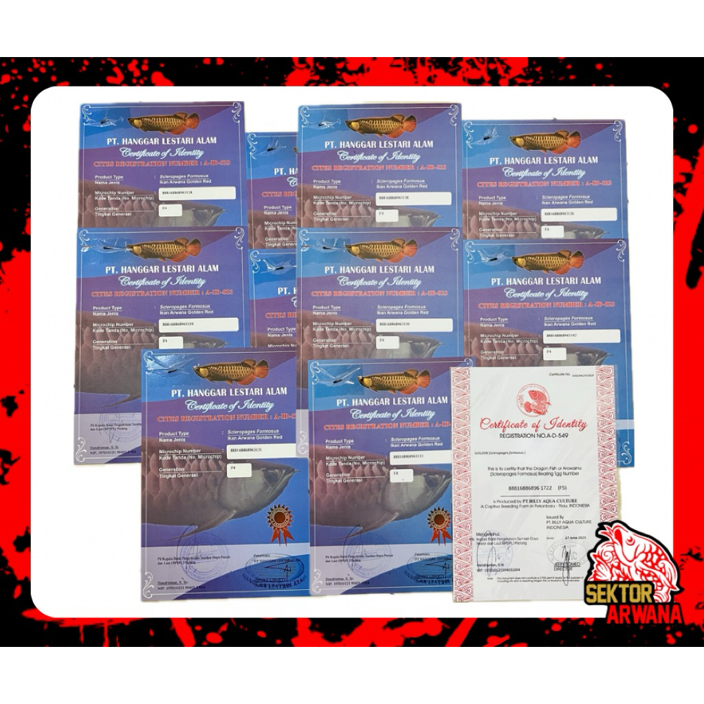 Sertifikat dan Chip Arowana Golden Red