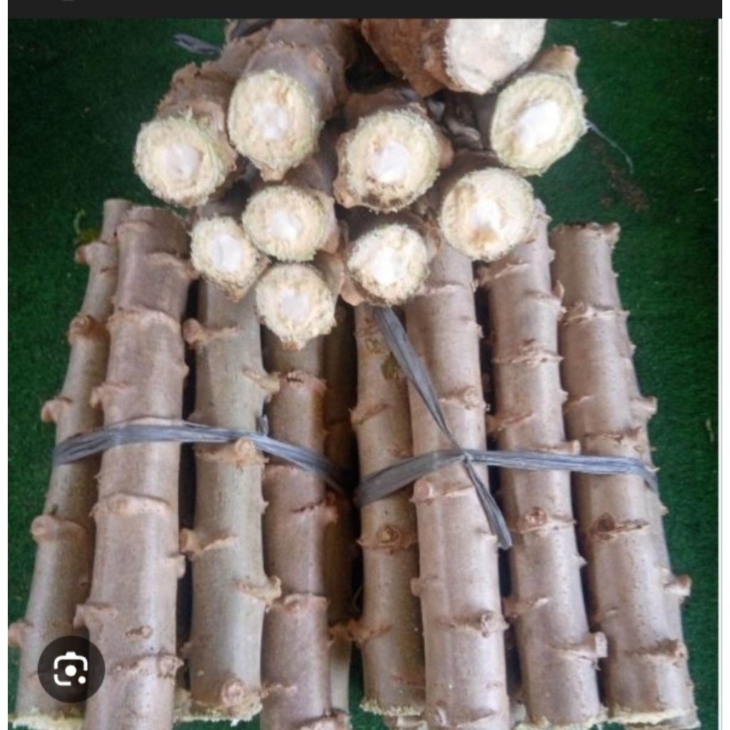 batang singkong garuda  16 cm / batang