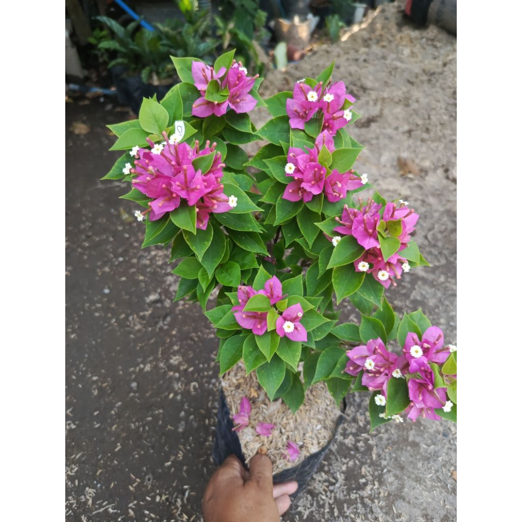 bugenvil Singapore merah fanta