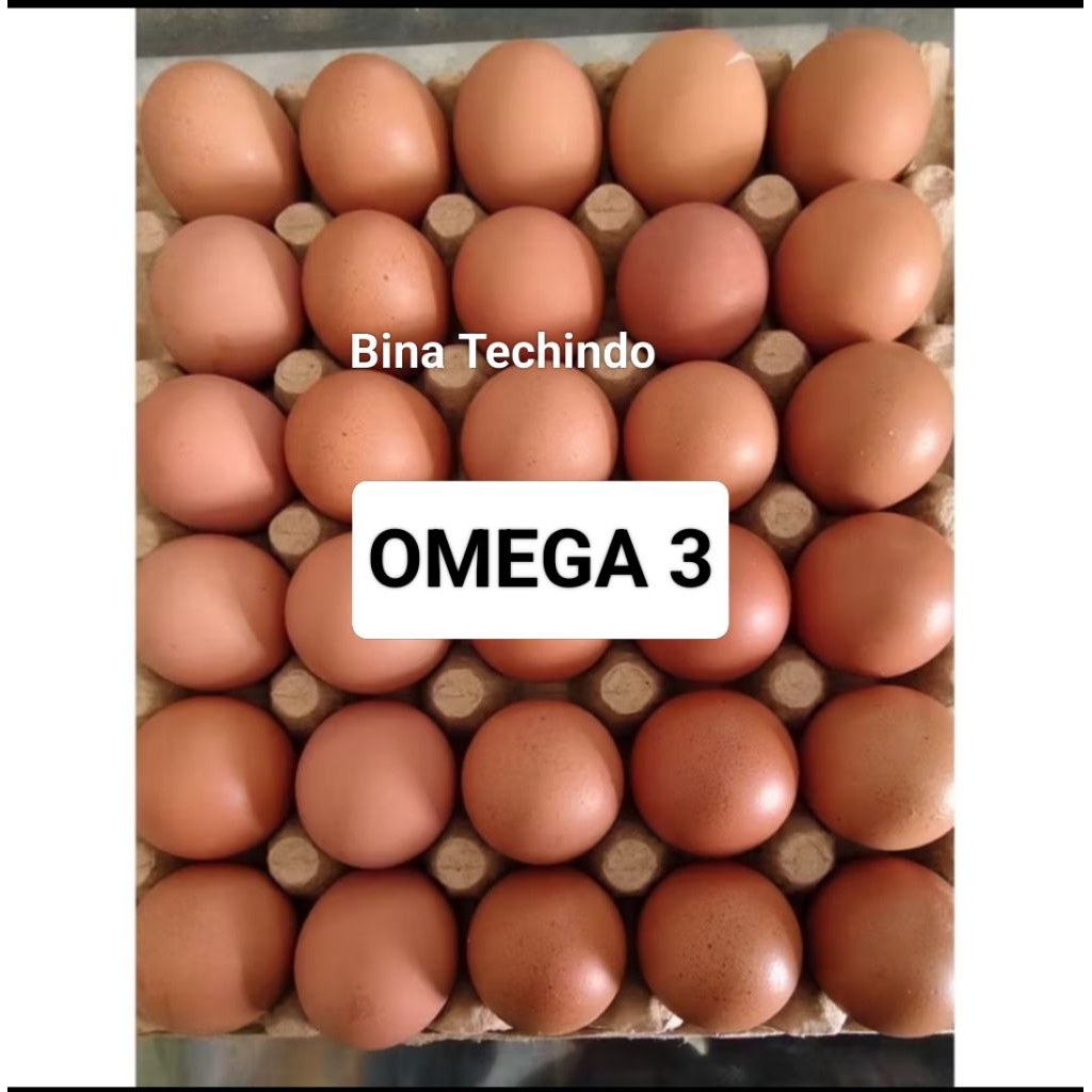 TELUR AYAM OMEGA 3. TELUR OMEGA3