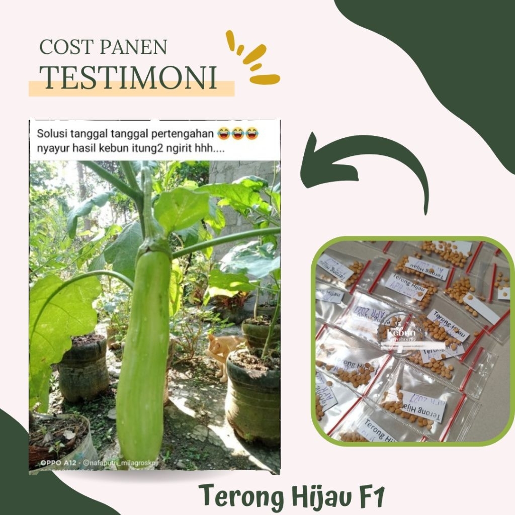 BENIH TERONG HIJAU BINTANG ASIA