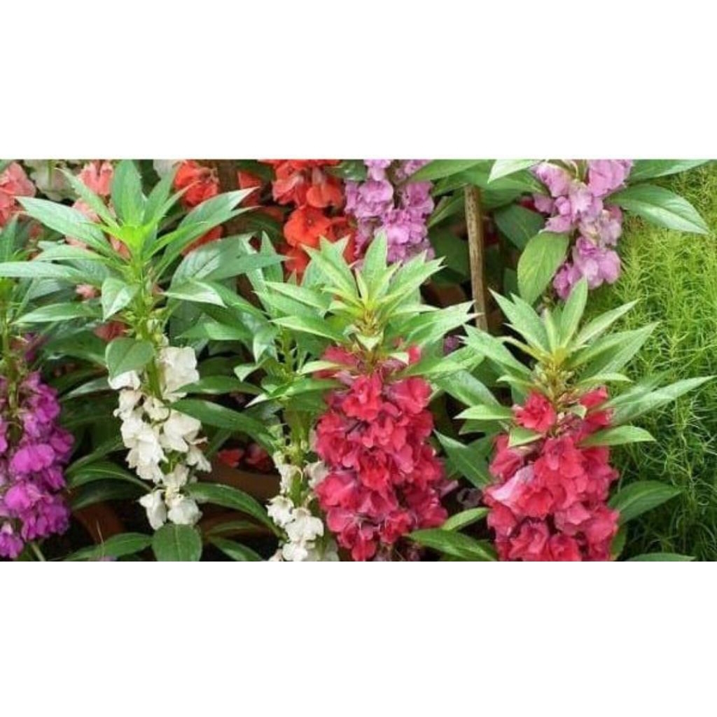 Daun bunga pacar cina asli organik berat 100gr rempah asli nusantara