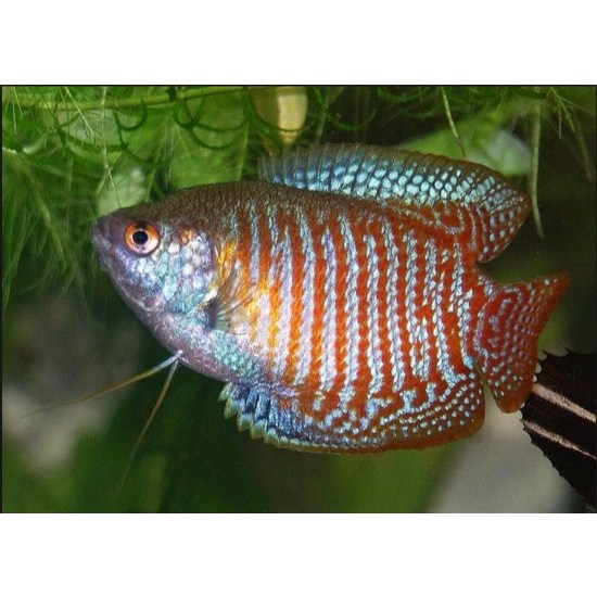 ikan hias alius ralis sepat hias warna ajib ikan hias