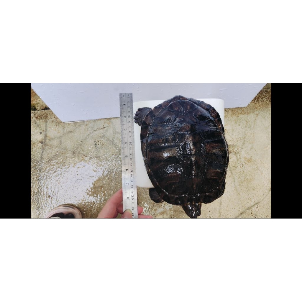 Kura - kura Brazil Betina Indukan